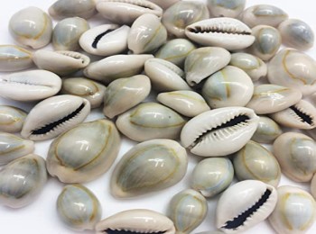 Natural Single Drilled Hole Natural Cowrie Kauri Shell Beads for Adornment Beads/Jewellery Making