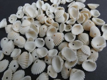 White Sea Shell, Seashells for Decoration, Aquarium, Table, Vase, Dresses, Jewllery Making